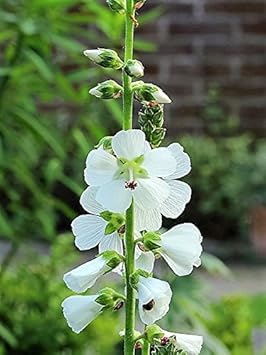 White Checkermallow Flower seeds for Planting Long Bloom Season, Heirloom & GMO Free Seeds for Home Garden seeds for planting