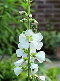 White Checkermallow Flower seeds for Planting Long Bloom Season, Heirloom & GMO Free Seeds for Home Garden seeds for planting