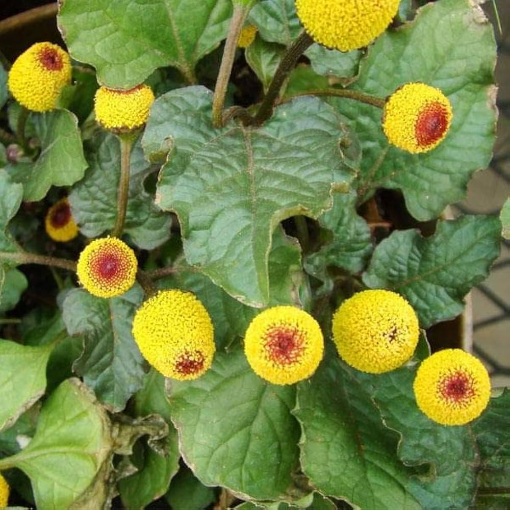 Premium Acmella Flower seeds for Planting Cut Flower Favorite, Heirloom & GMO Free Seeds for Home Garden seeds