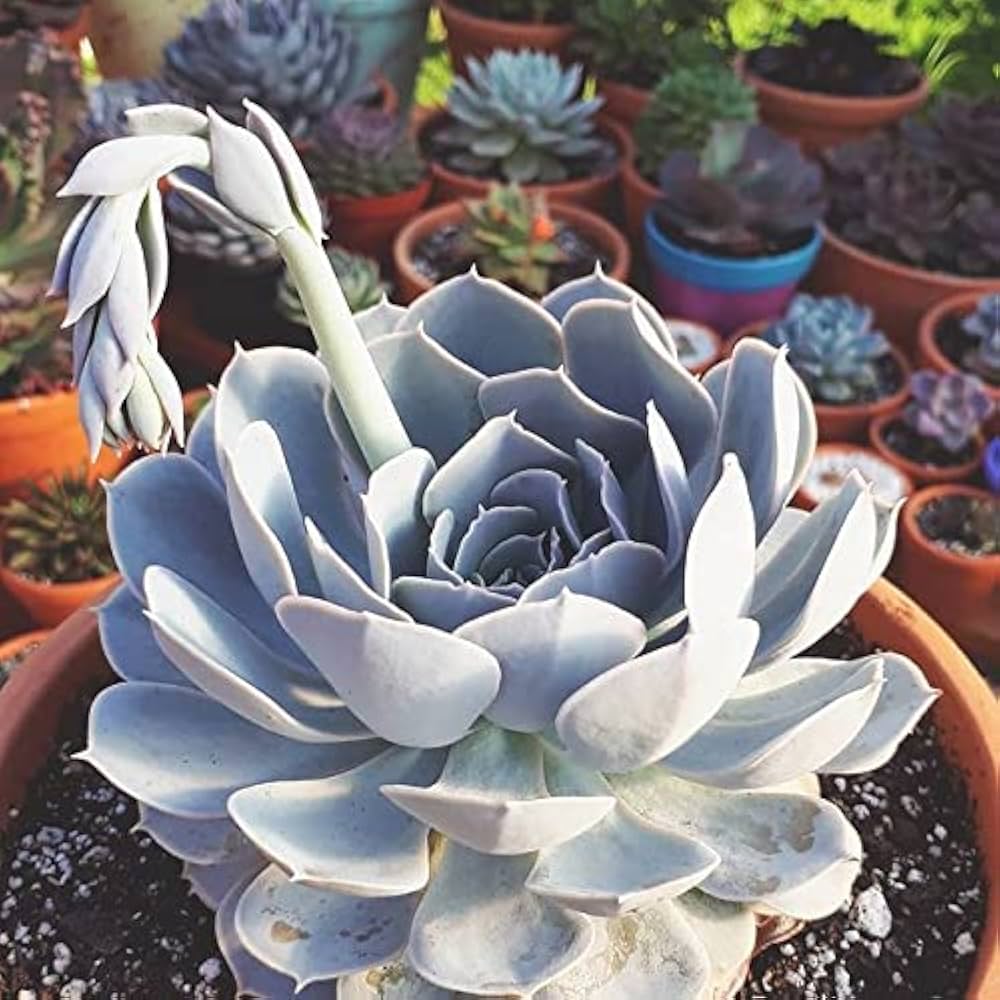 Echeveria Flower seeds for Planting Vibrant Colors, Heirloom & GMO Free Seeds for Home Garden seeds for planting