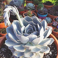 Echeveria Flower seeds for Planting Vibrant Colors, Heirloom & GMO Free Seeds for Home Garden seeds for planting