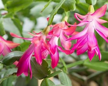 Weihnachtskaktus Flower seeds for Planting Seasonal Bloomer, Heirloom & GMO Free Seeds for Home Garden seeds for planting