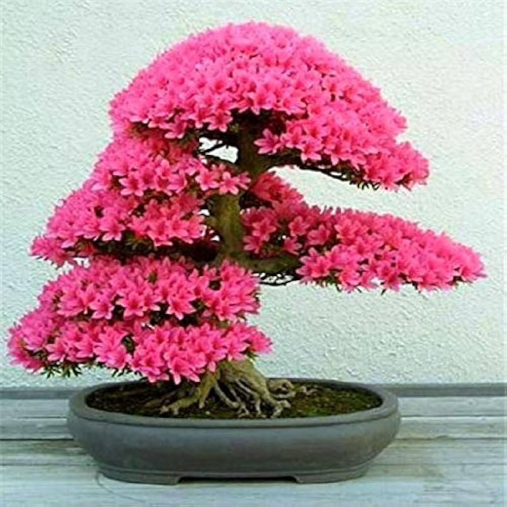 Cerasus Pink Flower Seeds for Planting