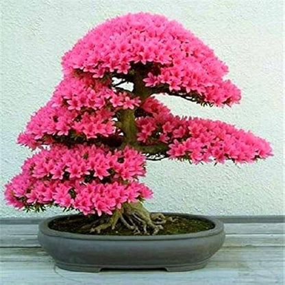 Cerasus Pink Flower Seeds for Planting