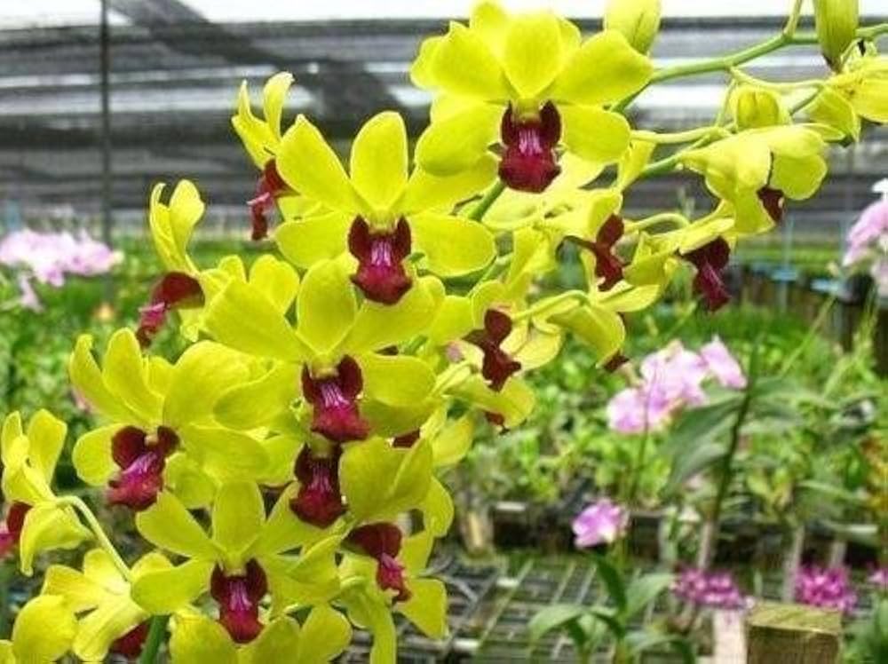 Premium Green Red Dendrobium Flower seeds for Planting Shade Tolerant, Heirloom & GMO Free Seeds for Home Garden Sale seeds
