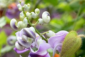High quality Vigna Caracalla Flower seeds for Planting Cottage Garden Essential, Heirloom & GMO Free Seeds for Home Garden seeds pack