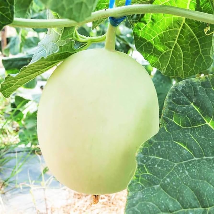Honeydew Green Flesh Melon (Cucumis melo Inodorus) Fruit Seeds