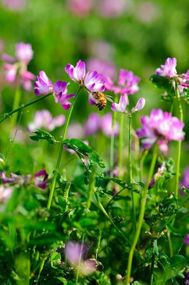 Astragalus Lavender Flower seeds for Planting Garden Favorite, Heirloom & GMO Free Seeds for Home Garden vegetable and garden seeds