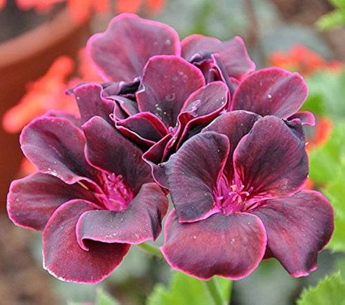 Premium Burgundy Geraniums Flower seeds for Planting Wildflower Mix, Heirloom & GMO Free Seeds for Home Garden seeds