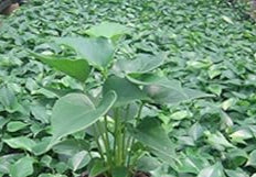 Premium Green Homalomena Flower seeds for Planting Garden Favorite, Heirloom & GMO Free Seeds for Home Garden seeds