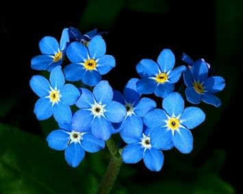 Blue Myosotis Alpestris Flower seeds for Planting Cut Flower Favorite, Heirloom & GMO Free Seeds for Home Garden seeds for planting