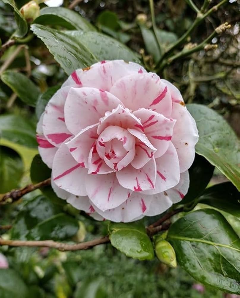 Premium White Light Red Camellia Flower seeds for Planting Seasonal Bloomer, Heirloom & GMO Free Seeds for Home Garden seeds