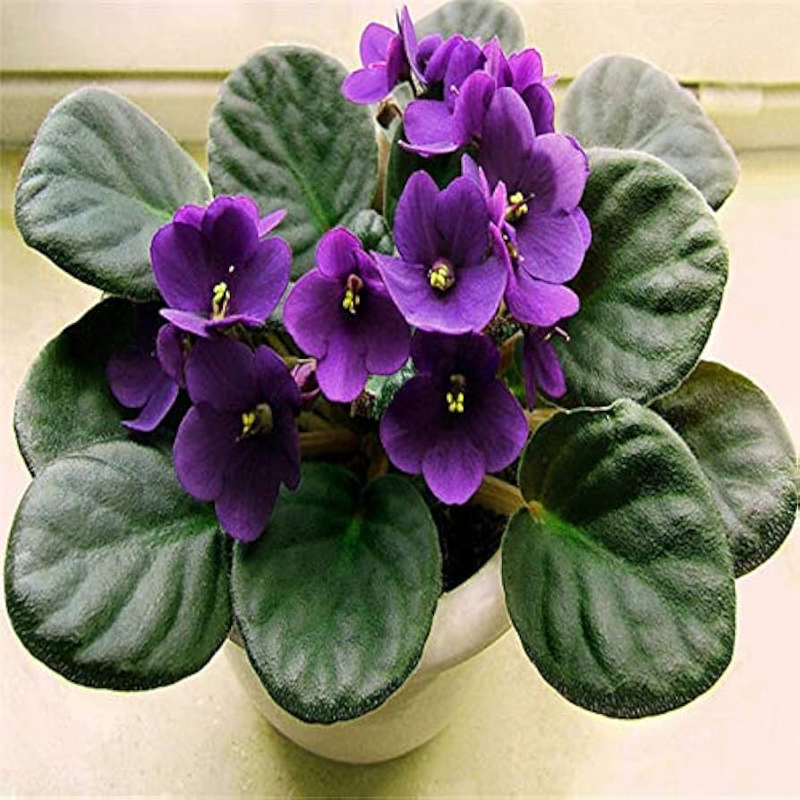Heirloom Saintpaulia Flower seeds for Planting Cut Flower Favorite Heirloom & GMO Free Seeds for Home Garden
