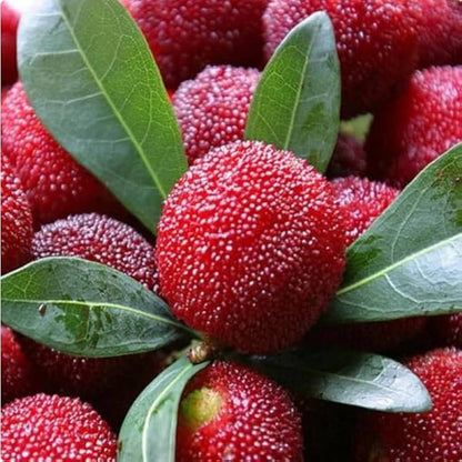 Arbutus Bayberry Fruit Seeds for Planting - Grow Edible Berries - Evergrowseeds