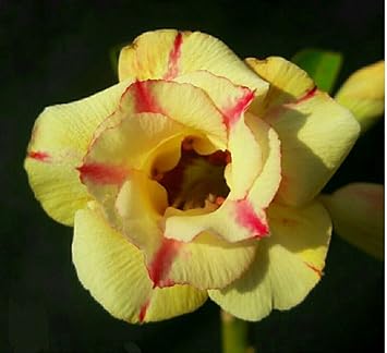 Yellow (Yellow Pink) seeds for planting in home garden