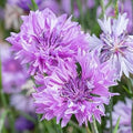 Cornflower Flower seeds for Planting Cut Flower Favorite, Heirloom & GMO Free Seeds for Home Garden seeds for planting