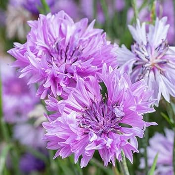 Cornflower Flower seeds for Planting Cut Flower Favorite, Heirloom & GMO Free Seeds for Home Garden seeds for planting