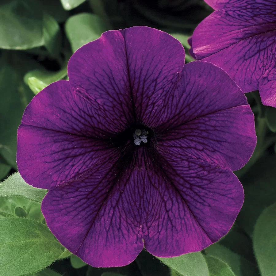 Purple Trailing Petunia Flower seeds for Planting Seasonal Bloomer, Heirloom & GMO Free Seeds for Home Garden seeds for planting