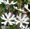 White Zaluzianskya Flower seeds for Planting Perfect for Borders, Heirloom & GMO Free Seeds for Home Garden seeds for planting
