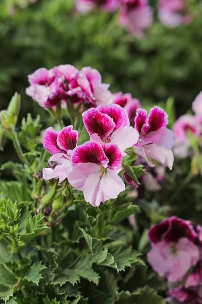 Purple Pink Geranium Flower Seeds for Planting, Heirloom Non-GMO, High Germination Organic Garden Seeds