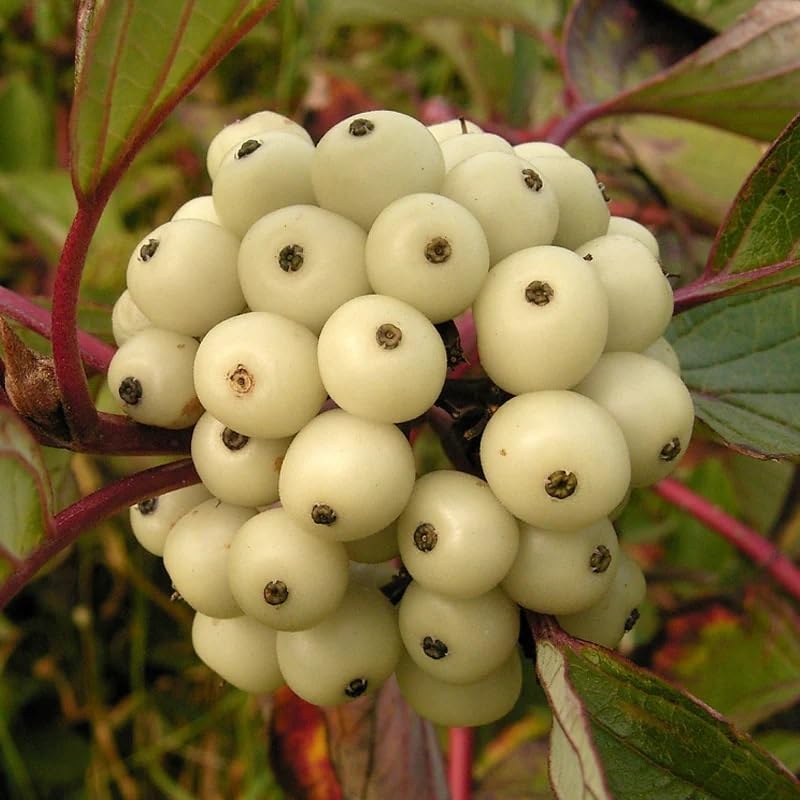 Fire and Ice Dogwood (Cornus Alba) Shrub Tree Variegated Red Bark White Berry & Flower Seeds