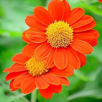 Mexican Flower seeds for Planting Seasonal Bloomer Heirloom & GMO Free Seeds for Home Garden seeds for planting