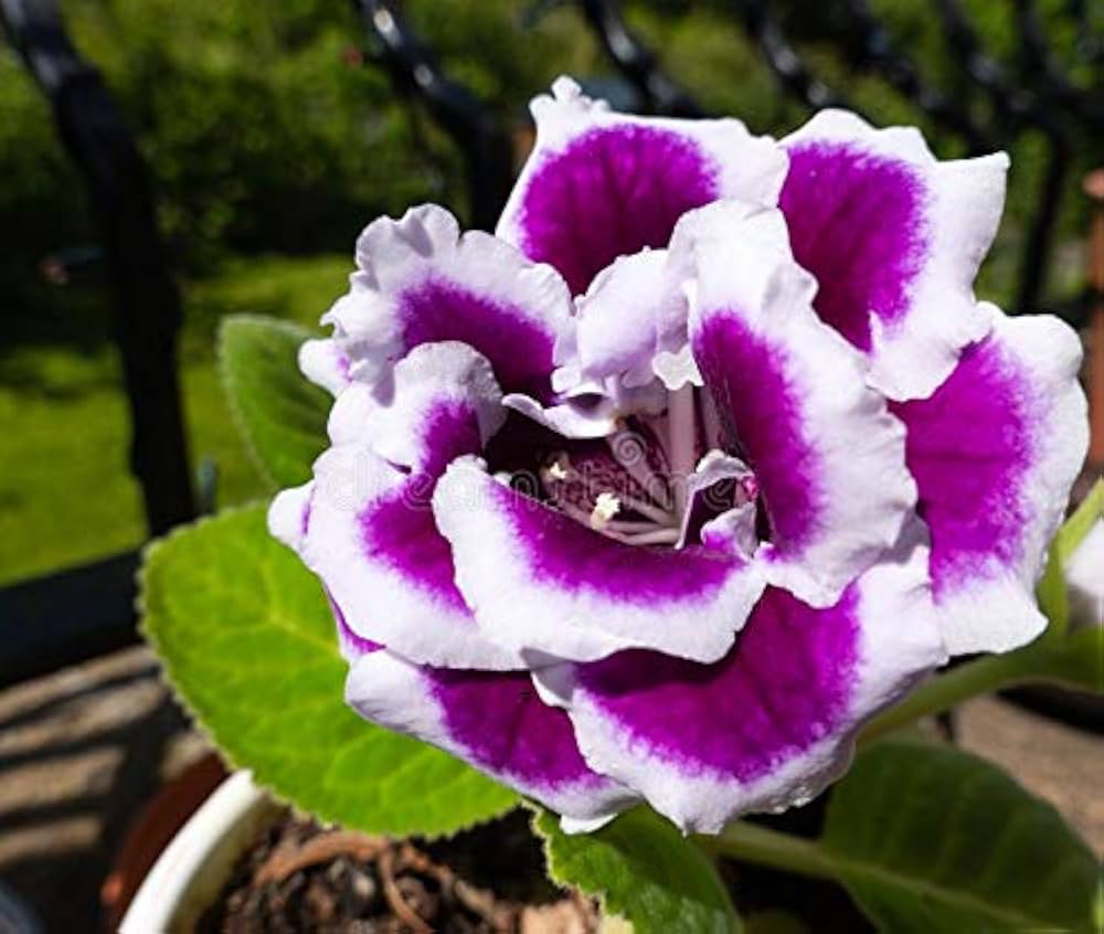 White Purple Gloxinia Flower seeds for Planting Long Bloom Season, Heirloom & GMO Free Seeds for Home Garden seeds for planting
