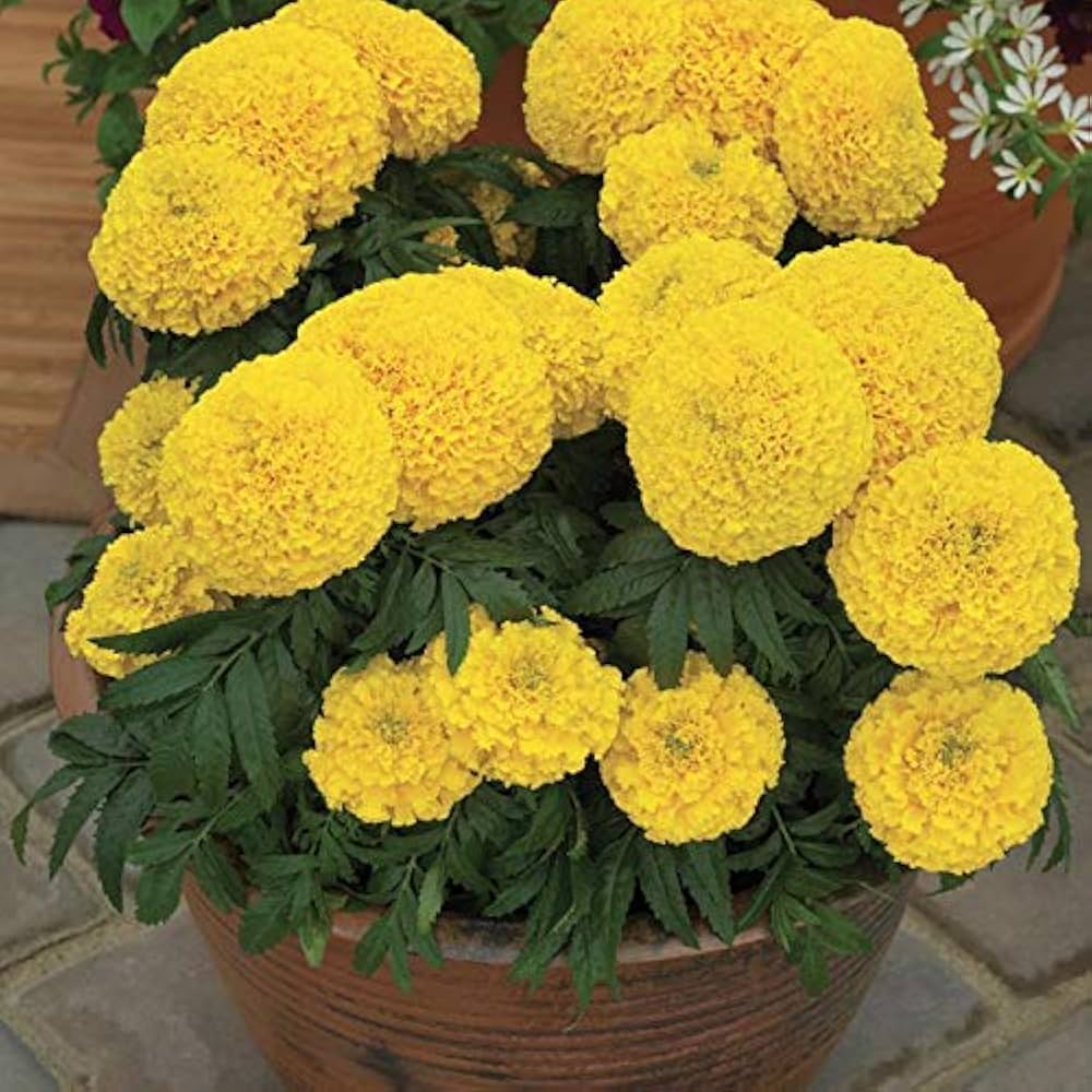 Premium Goldmelisse Flower seeds for Planting Compact Growth, Heirloom & GMO Free Seeds for Home Garden seeds