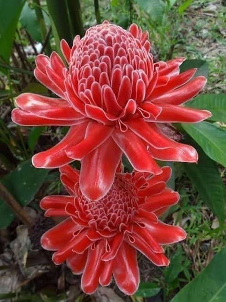 High quality Pink Torch Ginger Flower seeds for Planting Colorful Display, Heirloom & GMO Free Seeds for Home Garden seeds pack