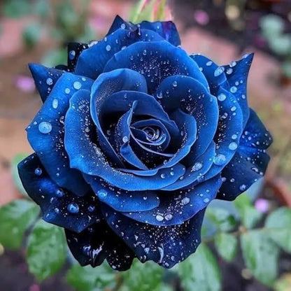 Supreme Rose Bush Flower seeds for Planting Cottage Garden Essential Heirloom & GMO Free Seeds for Home GardeN