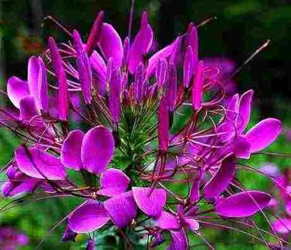 Purple Cleome Seeds Flower seeds for Planting Premium Quality, Heirloom & GMO Free Seeds for Home Garden vegetable and garden seeds