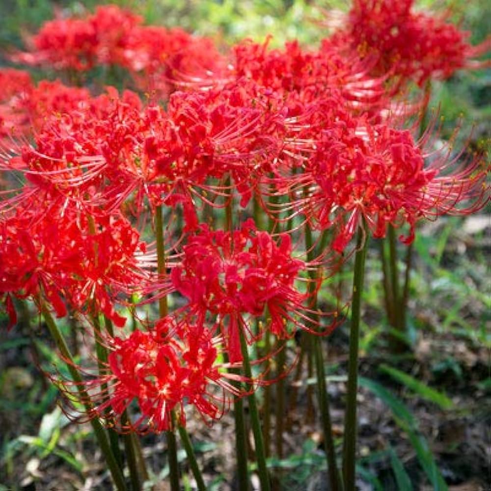 Premium Lycoris Flower seeds for Planting Hardy Variety, Heirloom & GMO Free Seeds for Home Garden seeds
