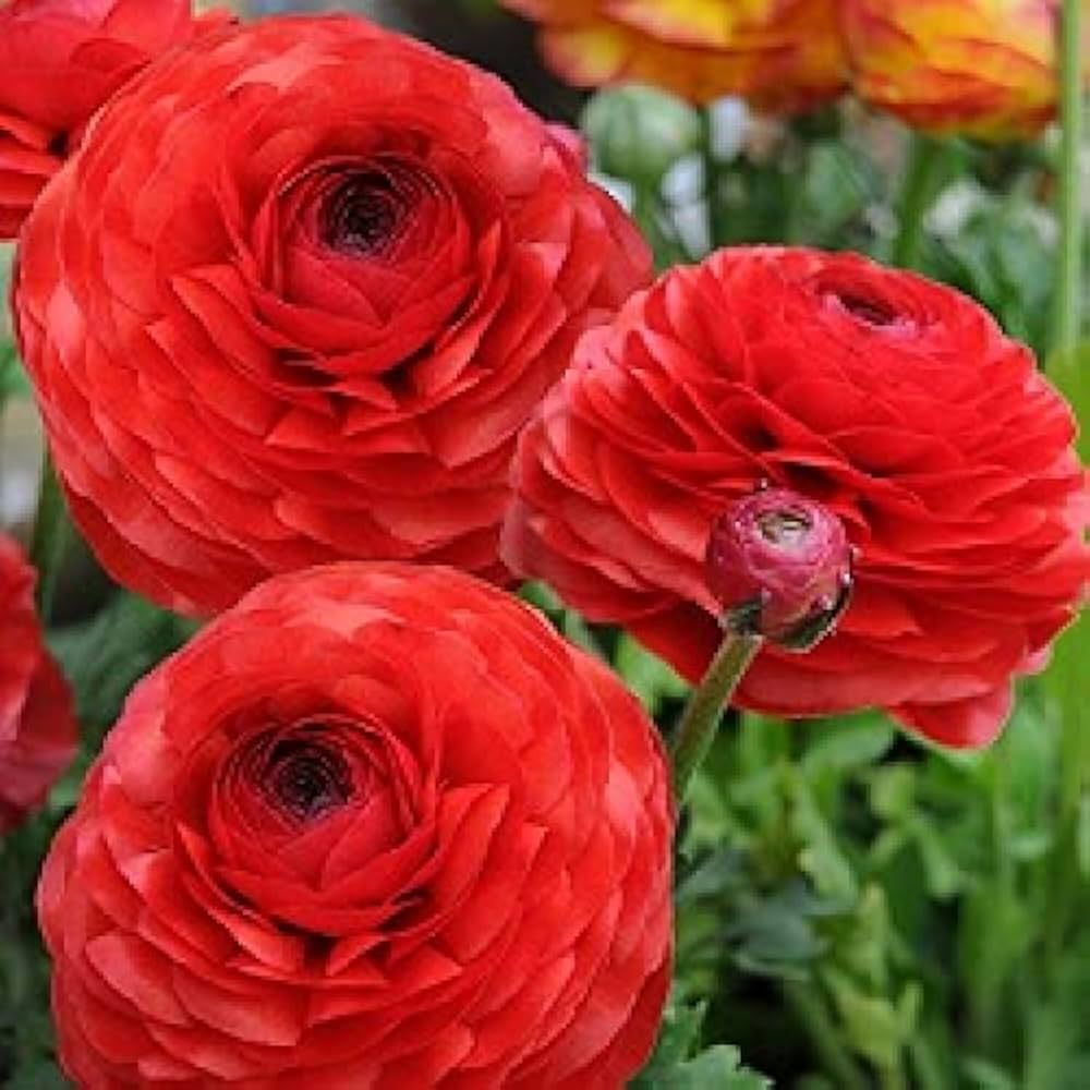 Premium Red Ranunculus Flower seeds for Planting Compact Growth, Heirloom & GMO Free Seeds for Home Garden seeds