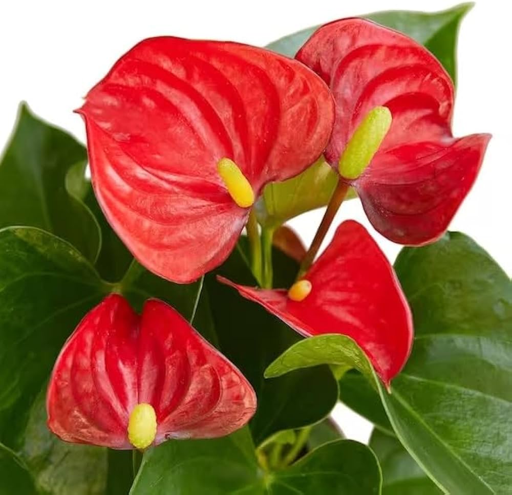 Premium Anthurium Flower seeds for Planting Fragrant Blossoms, Heirloom & GMO Free Seeds for Home Garden seeds