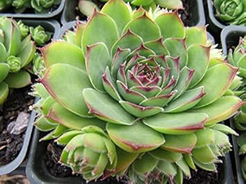 Green Chicks Sempervivum Flower seeds for Planting Sun Loving, Heirloom & GMO Free Seeds for Home Garden seeds for planting