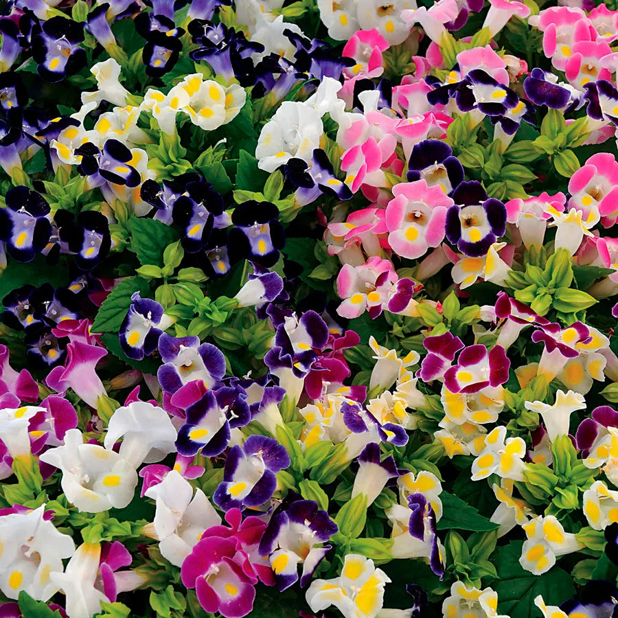 Mix Fournieri Flower seeds for Planting Hardy Variety, Heirloom & GMO Free Seeds for Home Garden seeds for planting