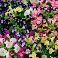 Mix Fournieri Flower seeds for Planting Hardy Variety, Heirloom & GMO Free Seeds for Home Garden seeds for planting