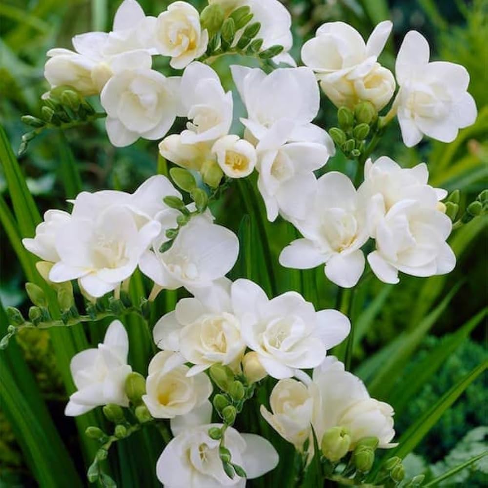 Freesia Flower seeds for Planting Compact Growth, Heirloom & GMO Free Seeds for Home Garden vegetable and garden seeds