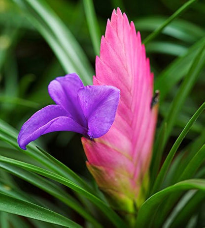 Tillandsia Cyanea Flower seeds for Planting Long Bloom Season Heirloom & GMO Free Seeds for Home Garden