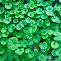 Green Dichondra Repens Lawn Flower seeds for Planting Cut Flower Favorite, Heirloom & GMO Free Seeds for Home Garden seeds for planting