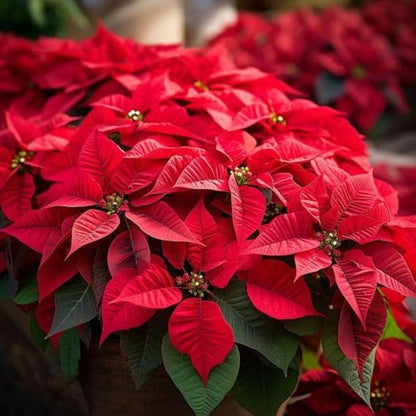 Poinsettia Euphorbia Flower seeds for Planting Pollinator Friendly Heirloom & GMO Free Seeds for Home Garden