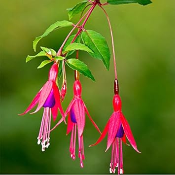 Purple Fuchsia Magellanica Flower seeds for Planting Sun Loving, Heirloom & GMO Free Seeds for Home Garden vegetable and garden seeds