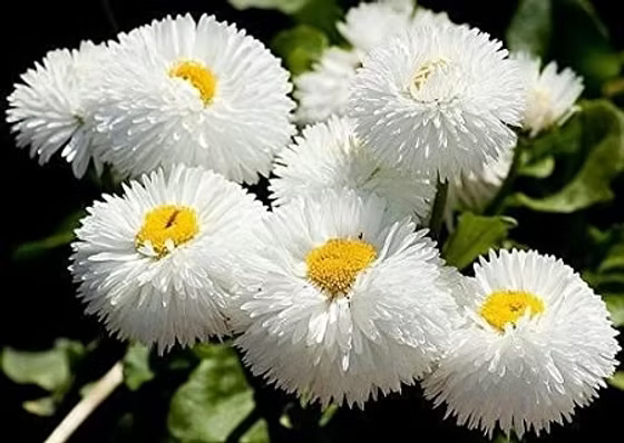 White Bellis Perennis Flower seeds for Planting Easy to Grow, Heirloom & GMO Free Seeds for Home Garden vegetable and garden seeds