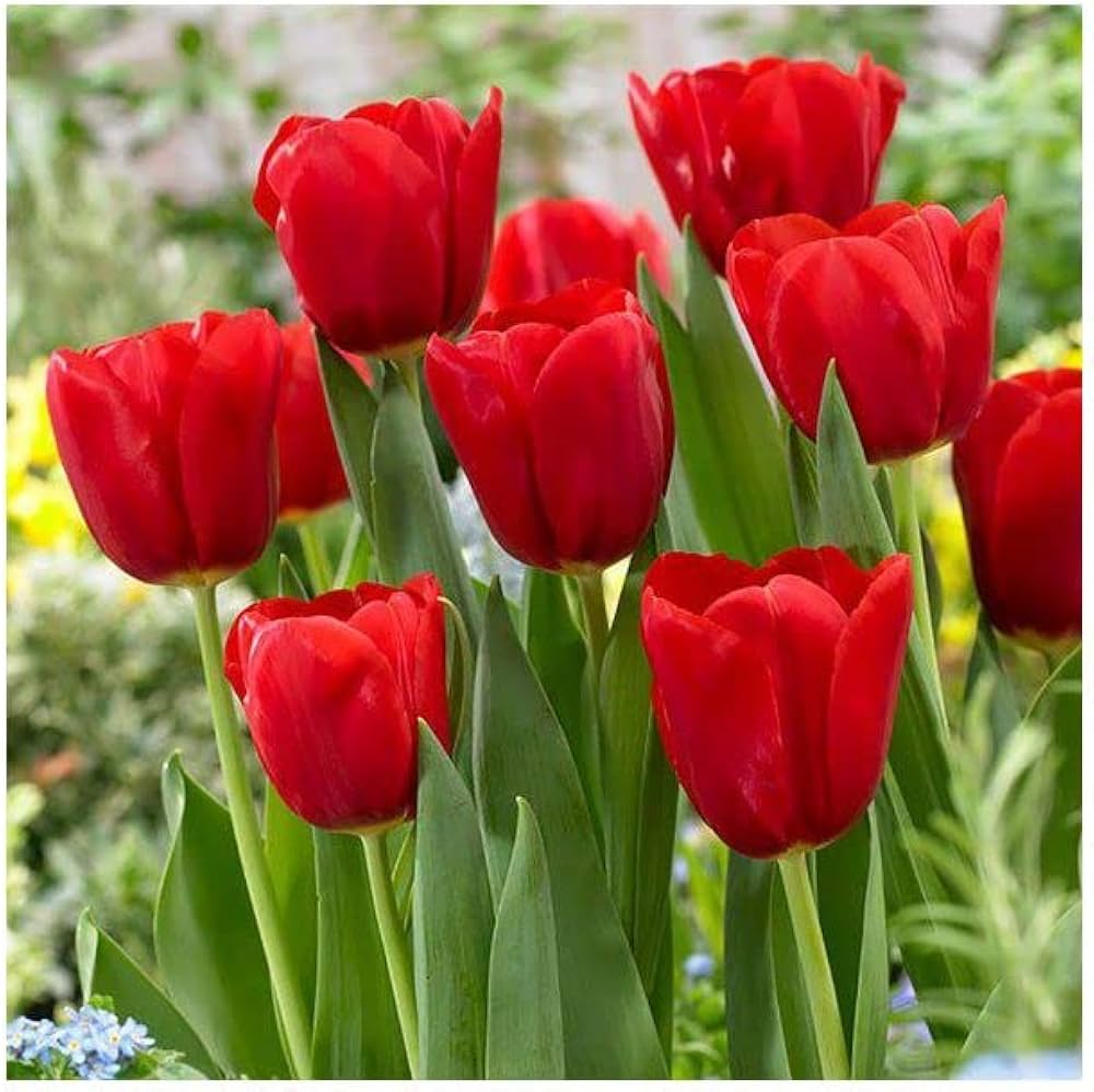 Maroon Tulip Flower seeds for Planting Easy to Grow Heirloom & GMO Free Seeds for Home Garden