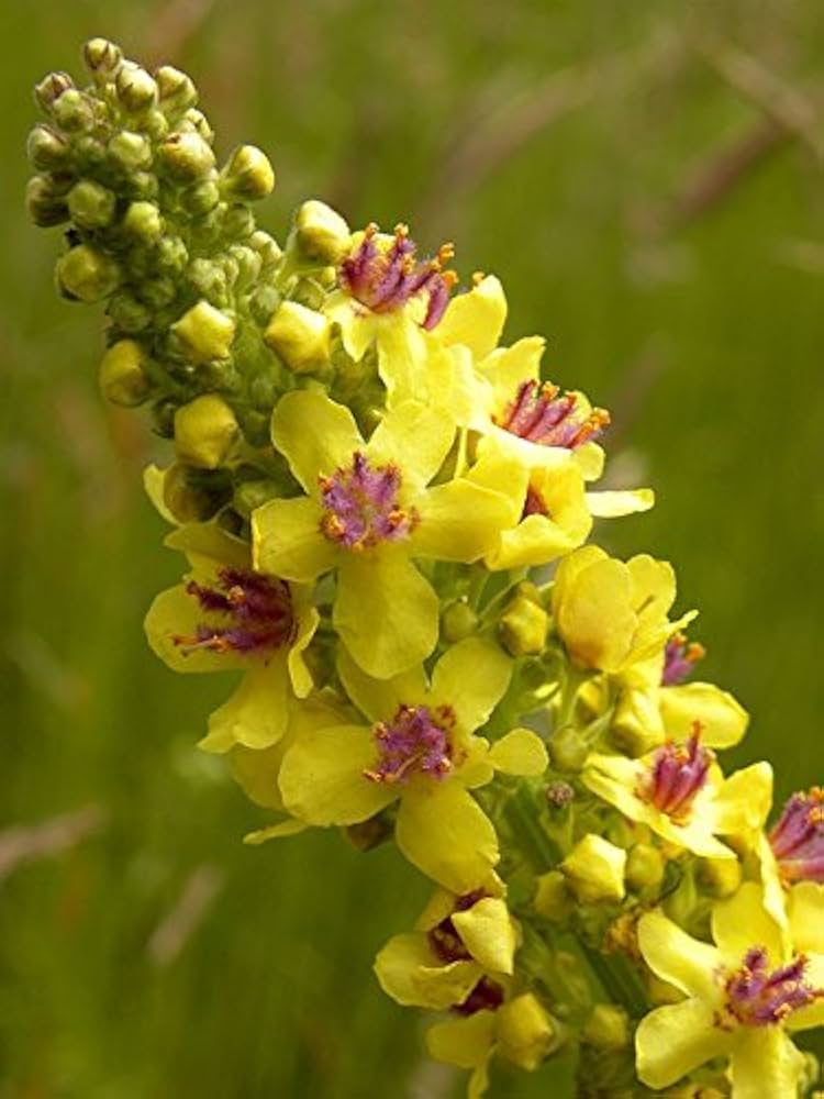 Yellow Mullein Flower seeds for Planting Cut Flower Favorite, Heirloom & GMO Free Seeds for Home Garden vegetable and garden seeds