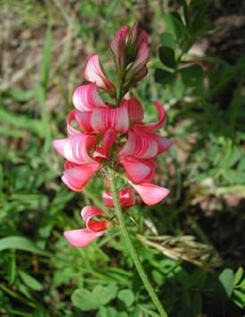 Pink Sainfoin Flower seeds for Planting Seasonal Bloomer, Heirloom & GMO Free Seeds for Home Garden seeds for planting