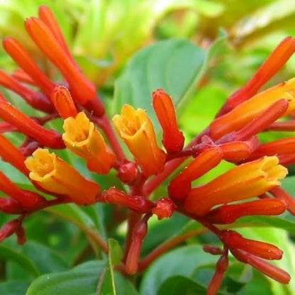 Hamelia Patens Flower seeds for Planting Fragrant Blossoms Heirloom & GMO Free Seeds for Home Garden