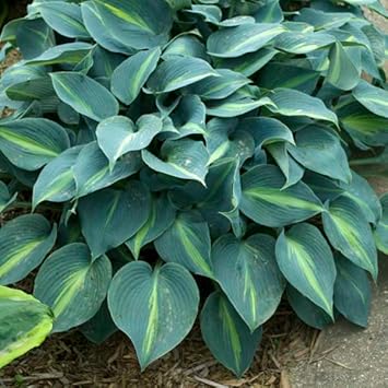 Sea Green Hosta Flower seeds for Planting Compact Growth, Heirloom & GMO Free Seeds for Home Garden seeds for planting