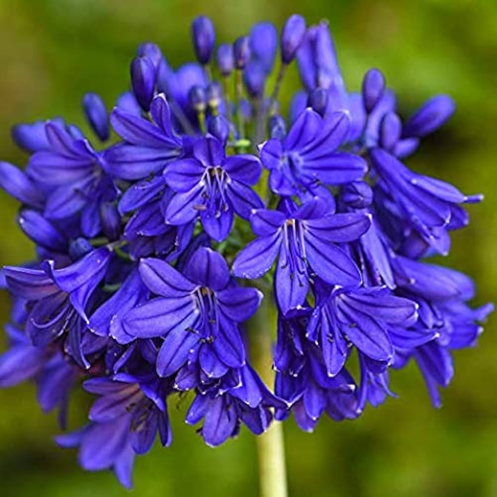 Premium Blue Nile Agapanthus Flower seeds for Planting Wildflower Mix, Heirloom & GMO Free Seeds for Home Garden seeds