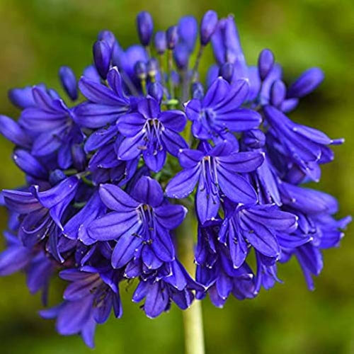 Premium Blue Nile Agapanthus Flower seeds for Planting Wildflower Mix, Heirloom & GMO Free Seeds for Home Garden seeds